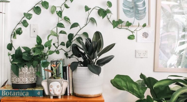 11 Best Positive Energy Plants For Your Home