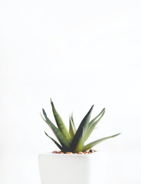 Aloe