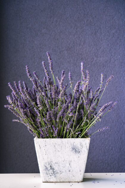 Lavender